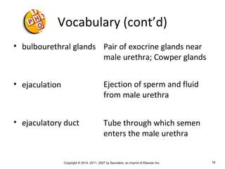 Copyright © 2014, 2011, 2007 by Saunders, an imprint of Elsevier Inc. 16
Vocabulary (cont’d)
• bulbourethral glands
• ejaculation
• ejaculatory duct
Pair of exocrine glands near
male urethra; Cowper glands
Ejection of sperm and fluid
from male urethra
Tube through which semen
enters the male urethra
 