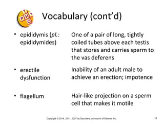 Copyright © 2014, 2011, 2007 by Saunders, an imprint of Elsevier Inc. 18
Vocabulary (cont’d)
• epididymis (pl.:
epididymides)
• erectile
dysfunction
• flagellum
One of a pair of long, tightly
coiled tubes above each testis
that stores and carries sperm to
the vas deferens
Inability of an adult male to
achieve an erection; impotence
Hair-like projection on a sperm
cell that makes it motile
 