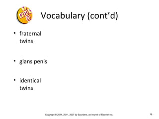 Copyright © 2014, 2011, 2007 by Saunders, an imprint of Elsevier Inc. 19
Vocabulary (cont’d)
• fraternal
twins
• glans penis
• identical
twins
 