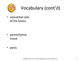 Copyright © 2014, 2011, 2007 by Saunders, an imprint of Elsevier Inc. 21
Vocabulary (cont’d)
• interstitial cells
of the testes
• parenchymal
tissue
• penis
 