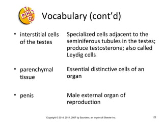 Copyright © 2014, 2011, 2007 by Saunders, an imprint of Elsevier Inc. 22
Vocabulary (cont’d)
• interstitial cells
of the testes
• parenchymal
tissue
• penis
Specialized cells adjacent to the
seminiferous tubules in the testes;
produce testosterone; also called
Leydig cells
Essential distinctive cells of an
organ
Male external organ of
reproduction
 