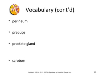 Copyright © 2014, 2011, 2007 by Saunders, an imprint of Elsevier Inc. 23
Vocabulary (cont’d)
• perineum
• prepuce
• prostate gland
• scrotum
 