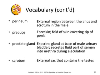 Copyright © 2014, 2011, 2007 by Saunders, an imprint of Elsevier Inc. 24
Vocabulary (cont’d)
• perineum
• prepuce
• prostate gland
• scrotum
External region between the anus and
scrotum in the male
Foreskin; fold of skin covering tip of
penis
Exocrine gland at base of male urinary
bladder; secretes fluid part of semen
into urethra during ejaculation
External sac that contains the testes
 