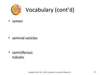 Copyright © 2014, 2011, 2007 by Saunders, an imprint of Elsevier Inc. 25
Vocabulary (cont’d)
• semen
• seminal vesicles
• seminiferous
tubules
 