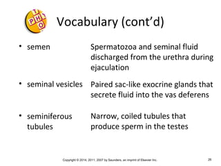 Copyright © 2014, 2011, 2007 by Saunders, an imprint of Elsevier Inc. 26
Vocabulary (cont’d)
• semen
• seminal vesicles
• seminiferous
tubules
Spermatozoa and seminal fluid
discharged from the urethra during
ejaculation
Paired sac-like exocrine glands that
secrete fluid into the vas deferens
Narrow, coiled tubules that
produce sperm in the testes
 