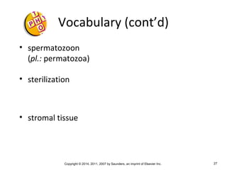 Copyright © 2014, 2011, 2007 by Saunders, an imprint of Elsevier Inc. 27
Vocabulary (cont’d)
• spermatozoon
(pl.: permatozoa)
• sterilization
• stromal tissue
 