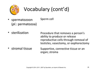 Copyright © 2014, 2011, 2007 by Saunders, an imprint of Elsevier Inc. 28
Vocabulary (cont’d)
• spermatozoon
(pl.: permatozoa)
• sterilization
• stromal tissue
Sperm cell
Procedure that removes a person’s
ability to produce or release
reproductive cells through removal of
testicles, vasectomy, or oophorectomy
Supportive, connective tissue or an
organ; stroma
 