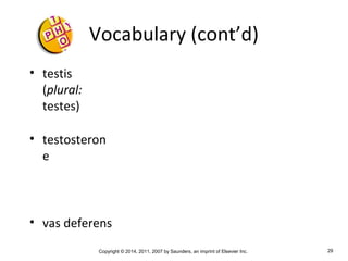 Copyright © 2014, 2011, 2007 by Saunders, an imprint of Elsevier Inc. 29
Vocabulary (cont’d)
• testis
(plural:
testes)
• testosteron
e
• vas deferens
 