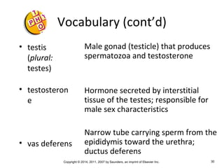 Copyright © 2014, 2011, 2007 by Saunders, an imprint of Elsevier Inc. 30
Vocabulary (cont’d)
• testis
(plural:
testes)
• testosteron
e
• vas deferens
Male gonad (testicle) that produces
spermatozoa and testosterone
Hormone secreted by interstitial
tissue of the testes; responsible for
male sex characteristics
Narrow tube carrying sperm from the
epididymis toward the urethra;
ductus deferens
 