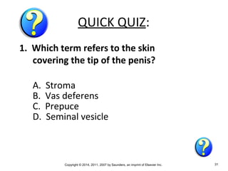 Copyright © 2014, 2011, 2007 by Saunders, an imprint of Elsevier Inc. 31
QUICK QUIZ:
1. Which term refers to the skin
covering the tip of the penis?
A. Stroma
B. Vas deferens
C. Prepuce
D. Seminal vesicle
 