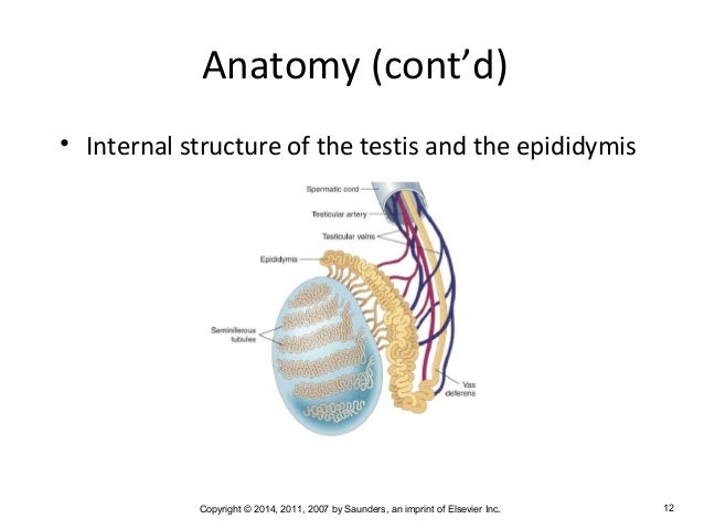 Chapter 9 Medical Terminology