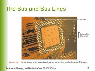 The Bus and Bus Lines 