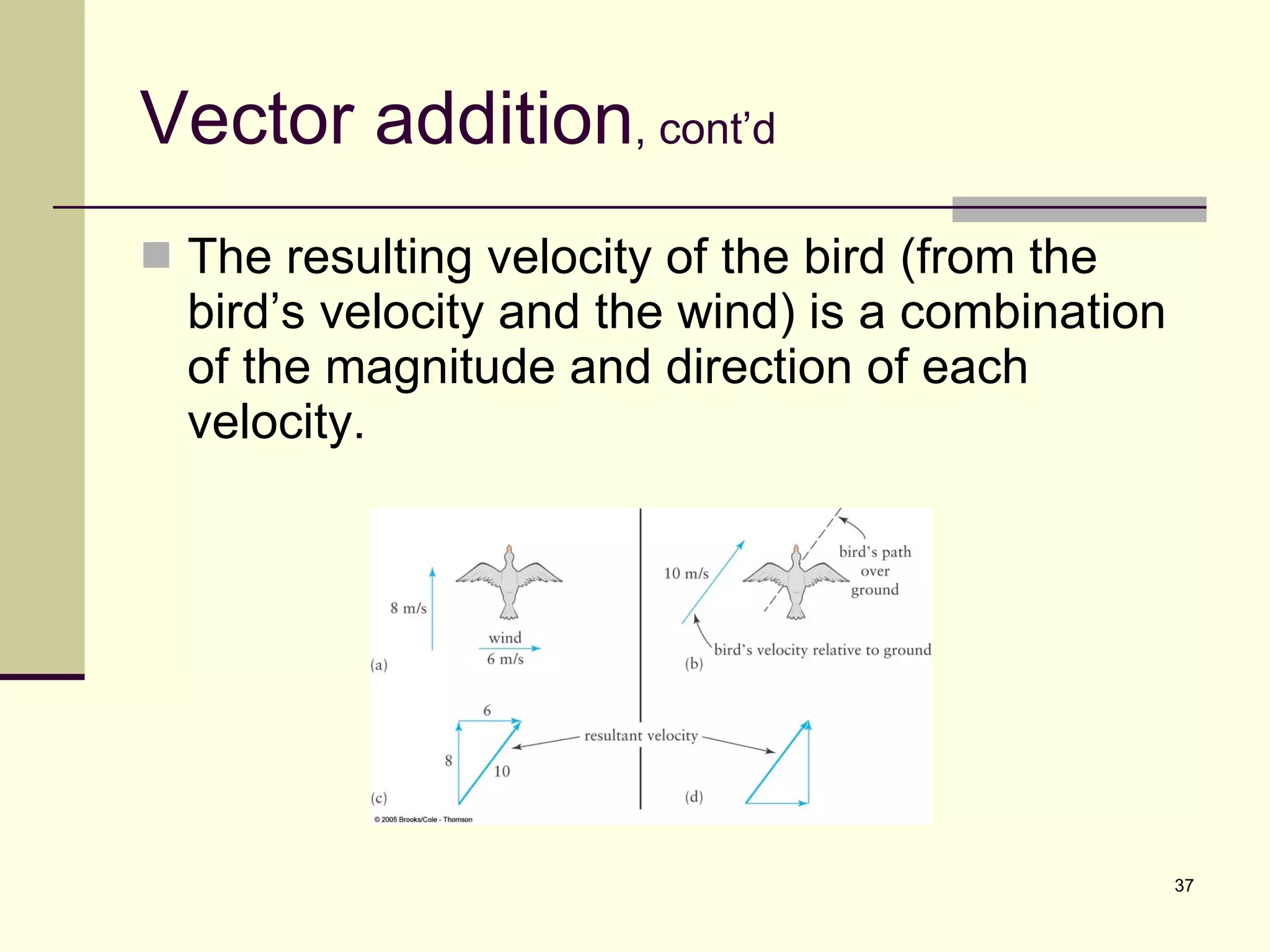 Vector addition , cont’d The resulting velocity of the bird (from the bird’s velocity and the wind) is a combination of the magnitude and direction of each velocity. 