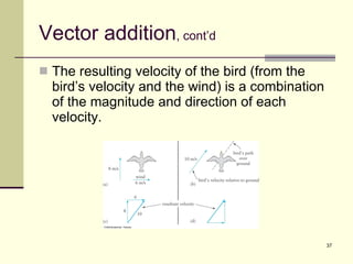 Vector addition , cont’d The resulting velocity of the bird (from the bird’s velocity and the wind) is a combination of the magnitude and direction of each velocity. 