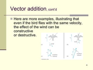 Vector addition , cont’d Here are more examples, illustrating that even if the bird flies with the same velocity, the effect of the wind can be  constructive  or destructive. 