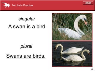 42 
1-4 Let’s Practice 
singular 
A swan is a bird. 
plural 
Swans are birds. 
 