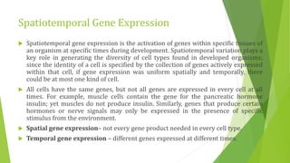 Spatiotemporal Gene Expression
 Spatiotemporal gene expression is the activation of genes within specific tissues of
an organism at specific times during development. Spatiotemporal variation plays a
key role in generating the diversity of cell types found in developed organisms;
since the identity of a cell is specified by the collection of genes actively expressed
within that cell, if gene expression was uniform spatially and temporally, there
could be at most one kind of cell.
 All cells have the same genes, but not all genes are expressed in every cell at all
times. For example, muscle cells contain the gene for the pancreatic hormone
insulin; yet muscles do not produce insulin. Similarly, genes that produce certain
hormones or nerve signals may only be expressed in the presence of specific
stimulus from the environment.
 Spatial gene expression– not every gene product needed in every cell type.
 Temporal gene expression – different genes expressed at different times.
 