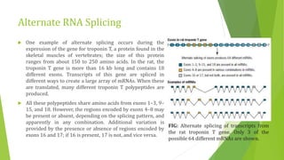 Alternate RNA Splicing
 One example of alternate splicing occurs during the
expression of the gene for troponin T, a protein found in the
skeletal muscles of vertebrates; the size of this protein
ranges from about 150 to 250 amino acids. In the rat, the
troponin T gene is more than 16 kb long and contains 18
different exons. Transcripts of this gene are spliced in
different ways to create a large array of mRNAs. When these
are translated, many different troponin T polypeptides are
produced.
 All these polypeptides share amino acids from exons 1–3, 9–
15, and 18. However, the regions encoded by exons 4–8 may
be present or absent, depending on the splicing pattern, and
apparently in any combination. Additional variation is
provided by the presence or absence of regions encoded by
exons 16 and 17; if 16 is present, 17 is not, and vice versa.
FIG: Alternate splicing of transcripts from
the rat troponin T gene. Only 3 of the
possible 64 different mRNAs are shown.
 