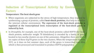 Induction of Transcriptional Activity by Environmental
Factors
Temperature: The heat shock gene
 When organisms are subjected to the stress of high temperature, they respond by
synthesizing a group of proteins, called heat-shock proteins, that help to stabilize
the internal cellular environment. The expression of the heat-shock proteins is
regulated at the transcriptional level; transcription of the heat-shock genes is
induced by heat.
 In Drosophila, for example, one of the heat-shock proteins called HSP70 (for heat-
shock protein, molecular weight 70 kilodaltons) is encoded by a family of genes
located in two nearby clusters on one of the autosomes. Altogether, there are five to
six copies of these hsp70 genes in the two clusters. When the temperature exceeds
33oC, as it does on hot summer days, each of the genes is transcribed into RNA,
which is then processed and translated to produce HSP70 polypeptides.
 