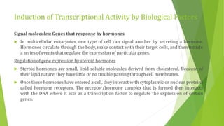 Induction of Transcriptional Activity by Biological Factors
Signal molecules: Genes that response by hormones
 In multicellular eukaryotes, one type of cell can signal another by secreting a hormone.
Hormones circulate through the body, make contact with their target cells, and then initiate
a series of events that regulate the expression of particular genes.
Regulation of gene expression by steroid hormones
 Steroid hormones are small, lipid-soluble molecules derived from cholesterol. Because of
their lipid nature, they have little or no trouble passing through cell membranes.
 Once these hormones have entered a cell, they interact with cytoplasmic or nuclear proteins
called hormone receptors. The receptor/hormone complex that is formed then interacts
with the DNA where it acts as a transcription factor to regulate the expression of certain
genes.
 