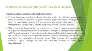 Induction of Transcriptional Activity by Biological Factors
Regulation of gene expression by peptide hormones
 Peptide hormones, are linear chains of amino acids. Like all other polypeptides,
these molecules are encoded by genes. Because peptide hormones are typically too
large to pass freely through cell membranes, the signals they convey must be
transmitted to the interior of cells by membrane-bound receptor proteins.
 When a peptide hormone interacts with its receptor, it causes a conformational
change in the receptor that eventually leads to changes in other proteins inside the
cell. Through a cascade of such changes, the hormonal signal is transmitted through
the cytoplasm of the cell and into the nucleus, where it ultimately has the effect of
regulating the expression of specific genes. This process of transmitting the
hormonal signal through the cell and into the nucleus is called signal
transduction.
 