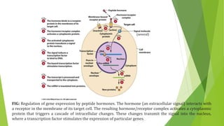 FIG: Regulation of gene expression by peptide hormones. The hormone (an extracellular signal) interacts with
a receptor in the membrane of its target cell. The resulting hormone/receptor complex activates a cytoplasmic
protein that triggers a cascade of intracellular changes. These changes transmit the signal into the nucleus,
where a transcription factor stimulates the expression of particular genes.
(several)
 