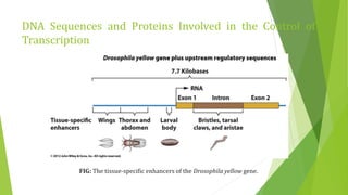 DNA Sequences and Proteins Involved in the Control of
Transcription
FIG: The tissue-specific enhancers of the Drosophila yellow gene.
 