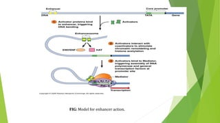 FIG: Model for enhancer action.
 