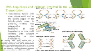DNA Sequences and Proteins Involved in the Control of
Transcription
 Transcription factors with
dimerization motifs such as
the leucine zipper or the
helix-loop-helix could, in
principle, combine with
polypeptides like
themselves to form
homodimers, or they could
combine with different
polypeptides to form
heterodimers.
FIG: Structural motifs within different types of
transcription factors. (a) Zinc-finger motifs in the
mammalian transcription factor SP1. (b) Helix-turn-helix
motif in a homeodomain transcription factor. (c) A leucine
zipper motif that allows two polypeptides to dimerize and
then bind to DNA. (d) A helix-loop-helix motif that allows
two polypeptides to dimerize and then bind to DNA.
 