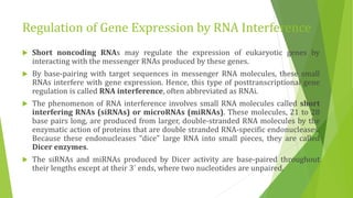 Regulation of Gene Expression by RNA Interference
 Short noncoding RNAs may regulate the expression of eukaryotic genes by
interacting with the messenger RNAs produced by these genes.
 By base-pairing with target sequences in messenger RNA molecules, these small
RNAs interfere with gene expression. Hence, this type of posttranscriptional gene
regulation is called RNA interference, often abbreviated as RNAi.
 The phenomenon of RNA interference involves small RNA molecules called short
interfering RNAs (siRNAs) or microRNAs (miRNAs). These molecules, 21 to 28
base pairs long, are produced from larger, double-stranded RNA molecules by the
enzymatic action of proteins that are double stranded RNA-specific endonucleases.
Because these endonucleases “dice” large RNA into small pieces, they are called
Dicer enzymes.
 The siRNAs and miRNAs produced by Dicer activity are base-paired throughout
their lengths except at their 3´ ends, where two nucleotides are unpaired.
 