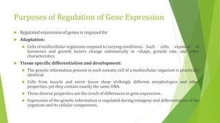 Purposes of Regulation of Gene Expression
 Regulated expression of genes is required for
 Adaptation:
 Cells of multicellular organisms respond to varying conditions. Such cells exposed to
hormones and growth factors change substantially in –shape, growth rate, and other
characteristics.
 Tissue specific differentiation and development:
 The genetic information present in each somatic cell of a multicellular organism is practically
identical.
 Cells from muscle and nerve tissue show strikingly different morphologies and other
properties, yet they contain exactly the same DNA.
 These diverse properties are the result of differences in gene expression.
 Expression of the genetic information is regulated during ontogeny and differentiation of the
organism and its cellular components.
 