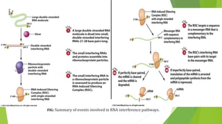 FIG: Summary of events involved in RNA interference pathways.
 