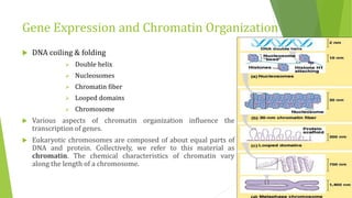 Gene Expression and Chromatin Organization
 DNA coiling & folding
 Double helix
 Nucleosomes
 Chromatin fiber
 Looped domains
 Chromosome
 Various aspects of chromatin organization influence the
transcription of genes.
 Eukaryotic chromosomes are composed of about equal parts of
DNA and protein. Collectively, we refer to this material as
chromatin. The chemical characteristics of chromatin vary
along the length of a chromosome.
 
