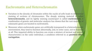 Euchromatin and Heterochromatin
 Variation in the density of chromatin within the nuclei of cells leads to differential
staining of sections of chromosomes. The deeply staining material is called
heterochromatin, and its lightly staining counterpart is called euchromatin. A
combination of genetic and molecular analyses has shown that the vast majority of
eukaryotic genes are located in euchromatin.
 Moreover, when euchromatic genes are artificially transposed to a heterochromatic
environment, they tend to function abnormally, and, in some cases, not to function
at all. This impaired ability to function can create a mixture of normal and mutant
characteristics in the same individual, a condition referred to as position-effect
variegation.
 