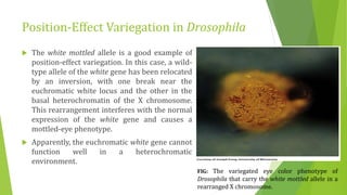 Position-Effect Variegation in Drosophila
 The white mottled allele is a good example of
position-effect variegation. In this case, a wild-
type allele of the white gene has been relocated
by an inversion, with one break near the
euchromatic white locus and the other in the
basal heterochromatin of the X chromosome.
This rearrangement interferes with the normal
expression of the white gene and causes a
mottled-eye phenotype.
 Apparently, the euchromatic white gene cannot
function well in a heterochromatic
environment.
FIG: The variegated eye color phenotype of
Drosophila that carry the white mottled allele in a
rearranged X chromosome.
 