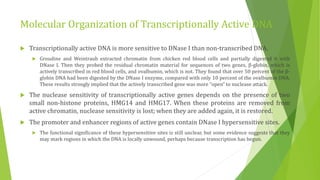 Molecular Organization of Transcriptionally Active DNA
 Transcriptionally active DNA is more sensitive to DNase I than non-transcribed DNA.
 Groudine and Weintraub extracted chromatin from chicken red blood cells and partially digested it with
DNase I. Then they probed the residual chromatin material for sequences of two genes, β-globin, which is
actively transcribed in red blood cells, and ovalbumin, which is not. They found that over 50 percent of the β-
globin DNA had been digested by the DNase I enzyme, compared with only 10 percent of the ovalbumin DNA.
These results strongly implied that the actively transcribed gene was more “open” to nuclease attack.
 The nuclease sensitivity of transcriptionally active genes depends on the presence of two
small non-histone proteins, HMG14 and HMG17. When these proteins are removed from
active chromatin, nuclease sensitivity is lost; when they are added again, it is restored.
 The promoter and enhancer regions of active genes contain DNase I hypersensitive sites.
 The functional significance of these hypersensitive sites is still unclear, but some evidence suggests that they
may mark regions in which the DNA is locally unwound, perhaps because transcription has begun.
 