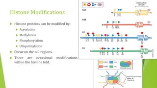 Histone Modifications
 Histone proteins can be modified by-
 Acetylation
 Methylation
 Phosphorylation
 Ubiquitinylation
 Occur on the tail regions.
 There are occasional modifications
within the histone fold.
 