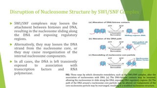 Disruption of Nucleosome Structure by SWI/SNF Complex
 SWI/SNF complexes may loosen the
attachment between histones and DNA,
resulting in the nucleosome sliding along
the DNA and exposing regulatory
regions.
 Alternatively, they may loosen the DNA
strand from the nucleosome core, or
they may cause reorganization of the
internal nucleosome components.
 In all cases, the DNA is left transiently
exposed to association with
transcription factors and RNA
polymerase. FIG: Three ways by which chromatin remodelers, such as the SWI/SNF complex, alter the
association of nucleosomes with DNA. (a) The DNA-histone contacts may be loosened,
allowing the nucleosomes to slide along the DNA, exposing DNA regulatory regions. (b) The
path of the DNA around a nucleosome core particle may be altered. (c) Components of the
core nucleosome particle may be rearranged, resulting in a modified nucleosome structure.
 