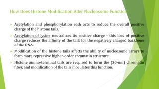 How Does Histone Modification Alter Nucleosome Function?
 Acetylation and phosphorylation each acts to reduce the overall positive
charge of the histone tails.
 Acetylation of lysine neutralizes its positive charge - this loss of positive
charge reduces the affinity of the tails for the negatively charged backbone
of the DNA.
 Modification of the histone tails affects the ability of nucleosome arrays to
form more repressive higher-order chromatin structure.
 Histone amino-terminal tails are required to form the (30-nm) chromatin
fiber, and modification of the tails modulates this function.
 