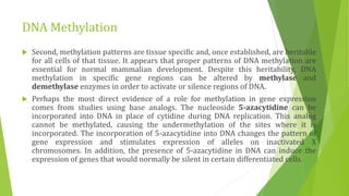 DNA Methylation
 Second, methylation patterns are tissue specific and, once established, are heritable
for all cells of that tissue. It appears that proper patterns of DNA methylation are
essential for normal mammalian development. Despite this heritability, DNA
methylation in specific gene regions can be altered by methylase and
demethylase enzymes in order to activate or silence regions of DNA.
 Perhaps the most direct evidence of a role for methylation in gene expression
comes from studies using base analogs. The nucleoside 5-azacytidine can be
incorporated into DNA in place of cytidine during DNA replication. This analog
cannot be methylated, causing the undermethylation of the sites where it is
incorporated. The incorporation of 5-azacytidine into DNA changes the pattern of
gene expression and stimulates expression of alleles on inactivated X
chromosomes. In addition, the presence of 5-azacytidine in DNA can induce the
expression of genes that would normally be silent in certain differentiated cells.
 