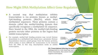 How Might DNA Methylation Affect Gene Regulation?
 A second way that methylation inhibits
transcription is via proteins known as methyl-
CpG-binding proteins (MeCPs), which bind
methylated sequences. These proteins contain a
domain called the methyl-binding domain that
specifically recognizes a methylated CG sequence.
Once bound to the DNA, the methyl-CpG-binding
protein recruits other proteins to the region that
inhibit transcription.
 For example, methyl-CpG binding proteins may recruit histone
deacetylase to a methylated CpG island near a promoter. Histone
deacetylation removes acetyl groups from the histone proteins,
which makes it more difficult for nucleosomes to be removed
from the DNA. In this way, deacetylation tends to inhibit
transcription.
FIG: Transcriptional silencing via methylation. The binding of a methyl-CpG-
binding protein to a CpG island may lead to the recruitment of proteins, such as
histone deacetylase, that convert chromatin to a closed conformation and thus
suppress transcription.
 