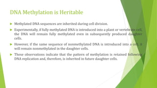 DNA Methylation is Heritable
 Methylated DNA sequences are inherited during cell division.
 Experimentally, if fully methylated DNA is introduced into a plant or vertebrate cell,
the DNA will remain fully methylated even in subsequently produced daughter
cells.
 However, if the same sequence of nonmethylated DNA is introduced into a cell, it
will remain nonmethylated in the daughter cells.
 These observations indicate that the pattern of methylation is retained following
DNA replication and, therefore, is inherited in future daughter cells.
 