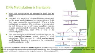 DNA Methylation is Heritable
 How can methylation be inherited from cell to
cell?
 The DNA in a particular cell may become methylated
by de novo methylation—the methylation of DNA
that was previously unmethylated. When a fully
methylated segment of DNA replicates in preparation
for cell division, the newly made daughter strands
contain unmethylated cytosines. Because only one
strand is methylated, such DNA is said to be
hemimethylated.
 This hemimethylated DNA is efficiently recognized by
DNA methyltransferase, which makes it fully
methylated. This process is called maintenance
methylation, because it preserves the methylated
condition in future cells.
FIG: A molecular model for the inheritance of DNA methylation. The DNA initially undergoes de novo methylation, which is a rare, highly regulated event.
Once this occurs, DNA replication produces hemimethylated DNA molecules, which are then fully methylated by DNA methyltransferase. This process, called
maintenance methylation, is a routine event that is expected to occur for all hemimethylated DNA.
 