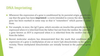 DNA Imprinting
 Whenever the expression of a gene is conditioned by its parental origin, geneticists
say that the gene has been imprinted—a term intended to convey the idea that the
gene has been marked in some way so that it “remembers” which parent it came
from.
 For example, in mice, the Igf 2 gene, which encodes an insulin-like growth factor, is
expressed when it is inherited from the father but not from the mother. By contrast,
a gene known as H19 is expressed when it is inherited from the mother but not
from the father.
 Recent molecular analysis has demonstrated that the mark that conditions the
expression of a gene is methylation of one or more CpG dinucleotides in the gene’s
vicinity. These methylated dinucleotides are initially formed in the parental germ
line.
 