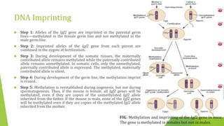 DNA Imprinting
 Step 1: Alleles of the Igf2 gene are imprinted in the parental germ
lines—methylated in the female germ line and not methylated in the
male germ line.
 Step 2: Imprinted alleles of the Igf2 gene from each parent are
combined in the zygote at fertilization.
 Step 3: During development of the somatic tissues, the maternally
contributed allele remains methylated while the paternally contributed
allele remains unmethylated. In somatic cells, only the unmethylated,
paternally contributed allele is expressed. The methylated, maternally
contributed allele is silent.
 Step 4: During development of the germ line, the methylation imprint
is erased.
 Step 5: Methylation is reestablished during oogenesis, but not during
spermatogenesis. Thus, if the mouse is female, all Igf2 genes will be
methylated, even if they are copies of the unmethylated Igf2 allele
inherited from the father. If the mouse is male, none of the Igf2 genes
will be methylated even if they are copies of the methylated Igf2 allele
inherited from the mother.
FIG: Methylation and imprinting of the Igf2 gene in mice.
The gene is methylated in females but not in males.
 