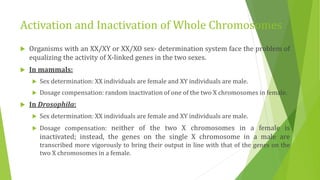 Activation and Inactivation of Whole Chromosomes
 Organisms with an XX/XY or XX/XO sex- determination system face the problem of
equalizing the activity of X-linked genes in the two sexes.
 In mammals:
 Sex determination: XX individuals are female and XY individuals are male.
 Dosage compensation: random inactivation of one of the two X chromosomes in female.
 In Drosophila:
 Sex determination: XX individuals are female and XY individuals are male.
 Dosage compensation: neither of the two X chromosomes in a female is
inactivated; instead, the genes on the single X chromosome in a male are
transcribed more vigorously to bring their output in line with that of the genes on the
two X chromosomes in a female.
 