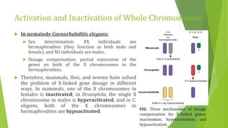 Activation and Inactivation of Whole Chromosomes
 In nematode Caenorhabditis elegans:
 Sex determination: XX individuals are
hermaphrodites (they function as both male and
female), and XO individuals are males.
 Dosage compensation: partial repression of the
genes on both of the X chromosomes in the
hermaphrodites.
 Therefore, mammals, flies, and worms have solved
the problem of X-linked gene dosage in different
ways. In mammals, one of the X chromosomes in
females is inactivated; in Drosophila, the single X
chromosome in males is hyperactivated; and in C.
elegans, both of the X chromosomes in
hermaphrodites are hypoactivated. FIG: Three mechanisms of dosage
compensation for X-linked genes:
inactivation, hyperactivation, and
hypoactivation.
 