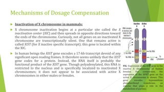 Mechanisms of Dosage Compensation
 Inactivation of X chromosome in mammals:
 X chromosome inactivation begins at a particular site called the X
inactivation center (XIC) and then spreads in opposite directions toward
the ends of the chromosome. Curiously, not all genes on an inactivated X
chromosome are transcriptionally silent. One that remains active is
called XIST (for X inactive specific transcript); this gene is located within
the XIC.
 In human beings the XIST gene encodes a 17-kb transcript devoid of any
significant open reading frames. It therefore seems unlikely that the XIST
gene codes for a protein. Instead, the RNA itself is probably the
functional product of the XIST gene. Though polyadenylated, this RNA is
restricted to the nucleus and is specifically localized to inactivated X
chromosomes; it does not appear to be associated with active X
chromosomes in either males or females.
FIG: Expression of the XIST gene in the
inactive X chromosome of human
females. For comparison, the
expression of the HPRT gene on the
active X chromosome is shown. This
gene encodes hypoxanthine
phosphoribosyl transferase, an
enzyme that plays a role in the
metabolism of purines.
 