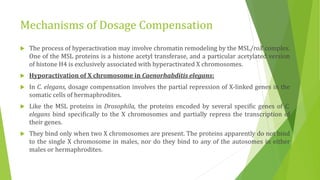 Mechanisms of Dosage Compensation
 The process of hyperactivation may involve chromatin remodeling by the MSL/roX complex.
One of the MSL proteins is a histone acetyl transferase, and a particular acetylated version
of histone H4 is exclusively associated with hyperactivated X chromosomes.
 Hyporactivation of X chromosome in Caenorhabditis elegans:
 In C. elegans, dosage compensation involves the partial repression of X-linked genes in the
somatic cells of hermaphrodites.
 Like the MSL proteins in Drosophila, the proteins encoded by several specific genes of C.
elegans bind specifically to the X chromosomes and partially repress the transcription of
their genes.
 They bind only when two X chromosomes are present. The proteins apparently do not bind
to the single X chromosome in males, nor do they bind to any of the autosomes in either
males or hermaphrodites.
 