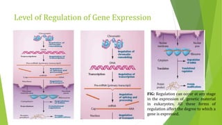 Level of Regulation of Gene Expression
FIG: Regulation can occur at any stage
in the expression of genetic material
in eukaryotes. All these forms of
regulation affect the degree to which a
gene is expressed.
 